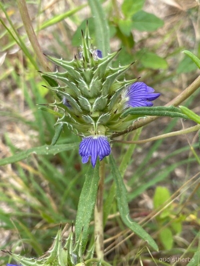 Blepharis linariaefolia fullplant1.jpg